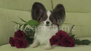 狗狗Papillon在情人节的库存录像中，嘴里叼着鲜花，周围是热恋中的红玫瑰